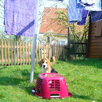 Beagle hilft im Haushalt